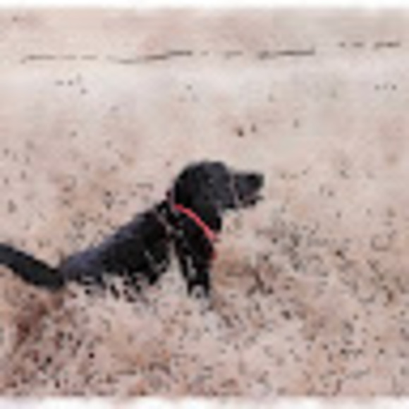 Meet your Posher, Melissa - Picture 1 of 1